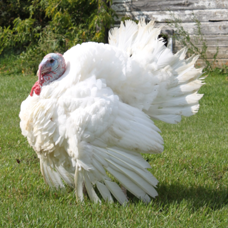 Mini Classic Turkey Poults