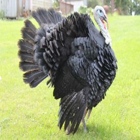 Orlopp Bronze Turkey Poults