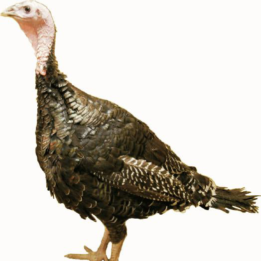 Orlopp Bronze Turkey Poults