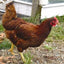 Rhode Island Red