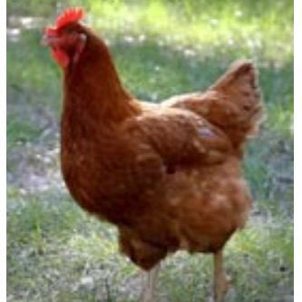 Rhode Island Red