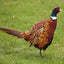 Chinese Ringneck Pheasants