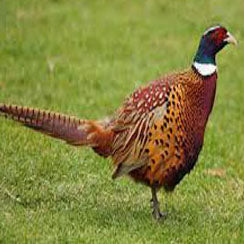 Chinese Ringneck Pheasants