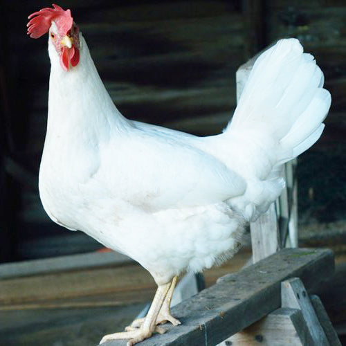 Anstey's White Egg Layers (Pullets) - Critter Country Supply Ltd.