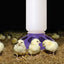 Little Giant® 1 Quart Plastic Poultry Feeder Base - Critter Country Supply Ltd.