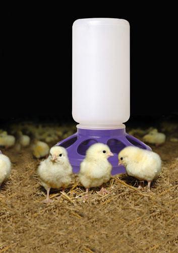 Little Giant® 1 Quart Plastic Poultry Feeder Base - Critter Country Supply Ltd.