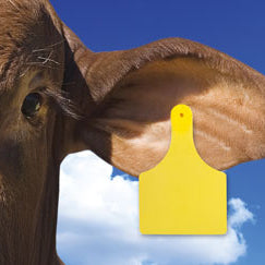 Allflex® ATag™ Cow One-Piece Ear Tag 25PK - Critter Country Supply Ltd.
