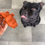 Whimzees™ Alligator Dental Dog Chew (Small)