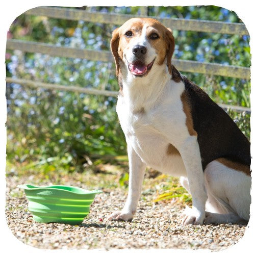 Beco Collapsible Travel Bowl - Critter Country Supply Ltd.