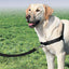 PetSafe® Easy Walk® Harness