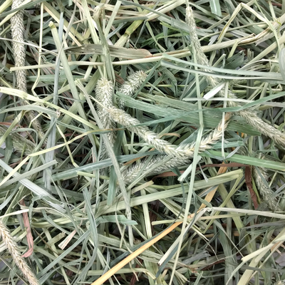 Oxbow® Hay Blends - Western Timothy & Orchard Grass Hay