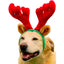 Outward Hound® Holiday Dog Antlers - Critter Country Supply Ltd.