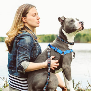 No pull dog harness canada sale