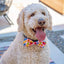 Huxley & Kent "Happy Birthday - Party Time" Bow Tie Collar Attachment